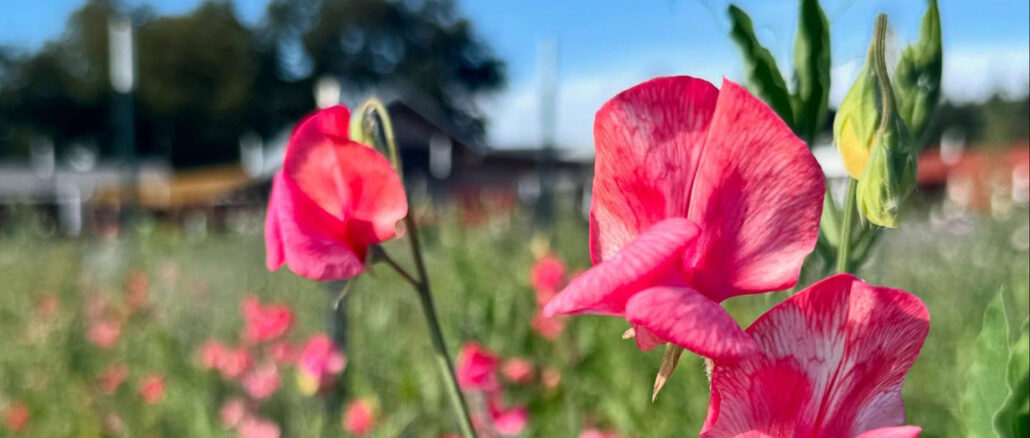 finnriver flowers for web